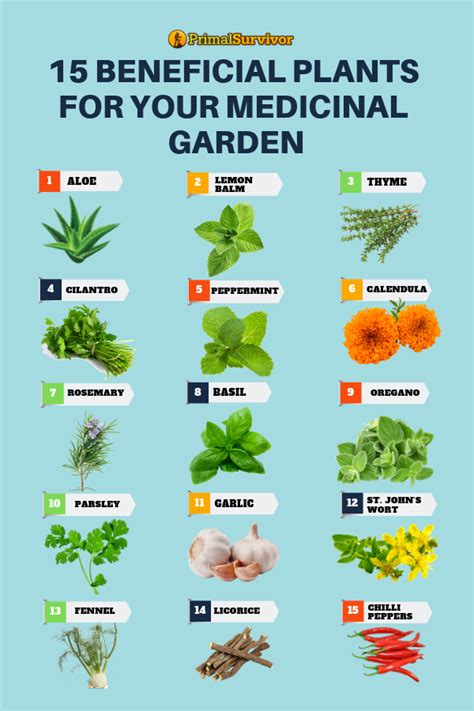 medicinal herb garden plant list